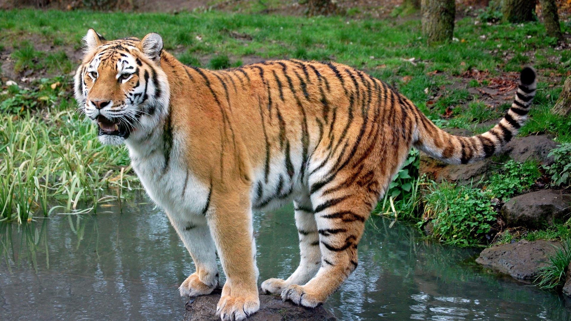 tiger